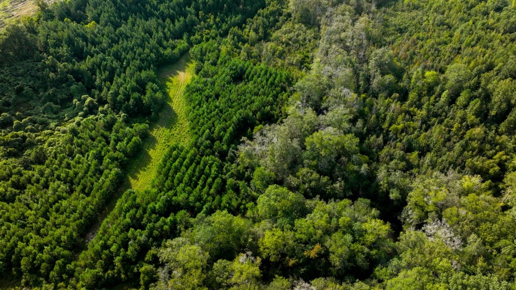 Double Creek Timber Photo