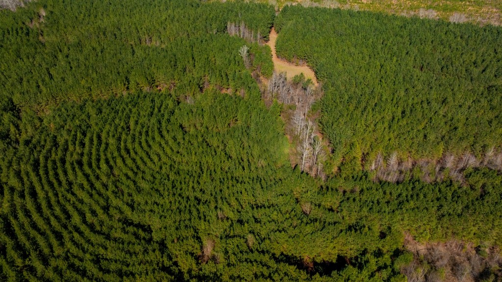 Double Creek Timber Photo