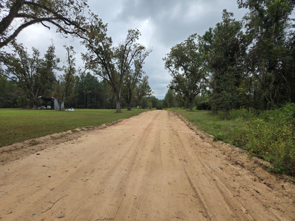 Mule Pen Creek Timber Photo