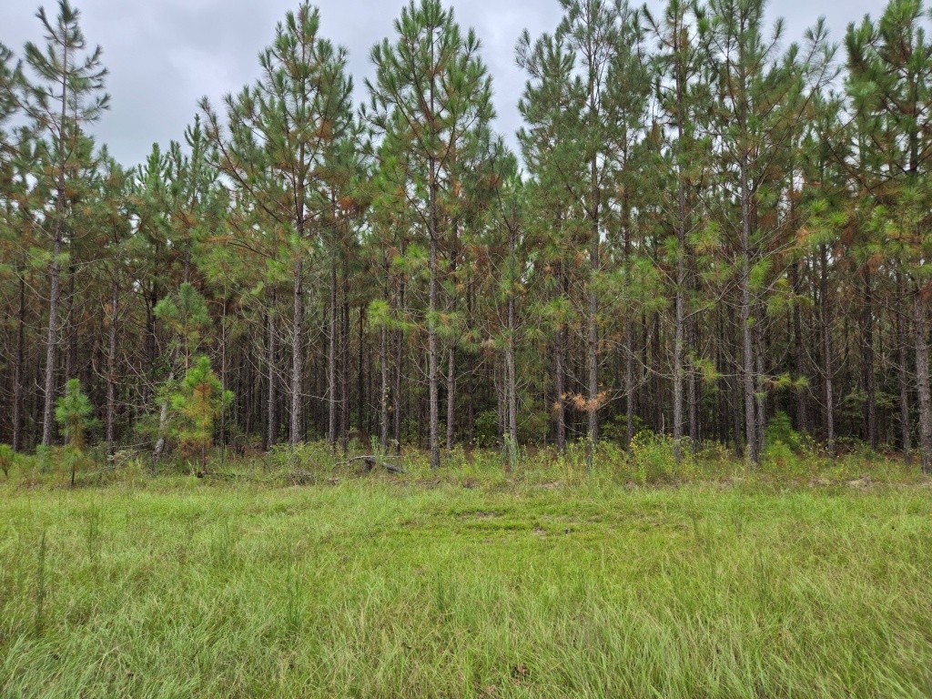 Mule Pen Creek Timber Photo