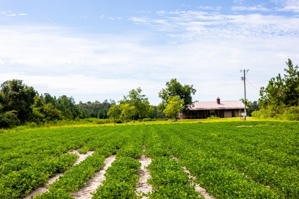 Bennett Family Farm Photo