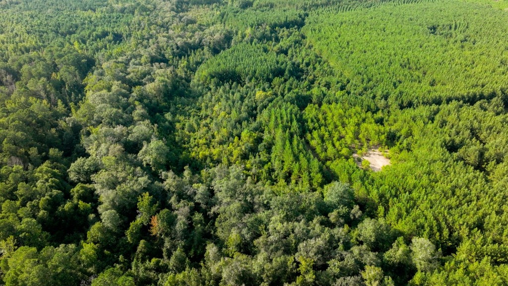 Double Creek Timber Photo
