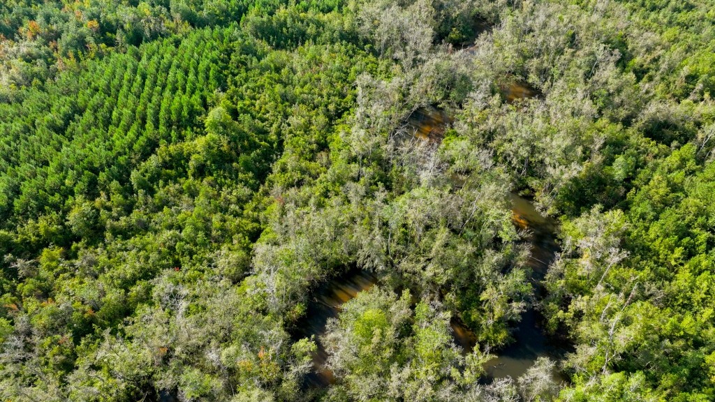 Double Creek Timber Photo