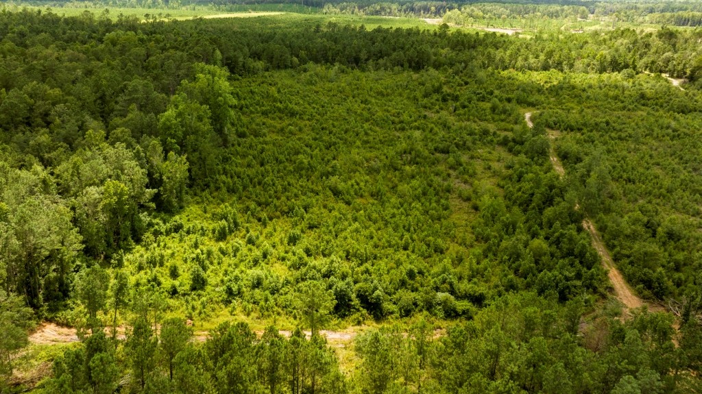 Burketts Ferry Road Photo