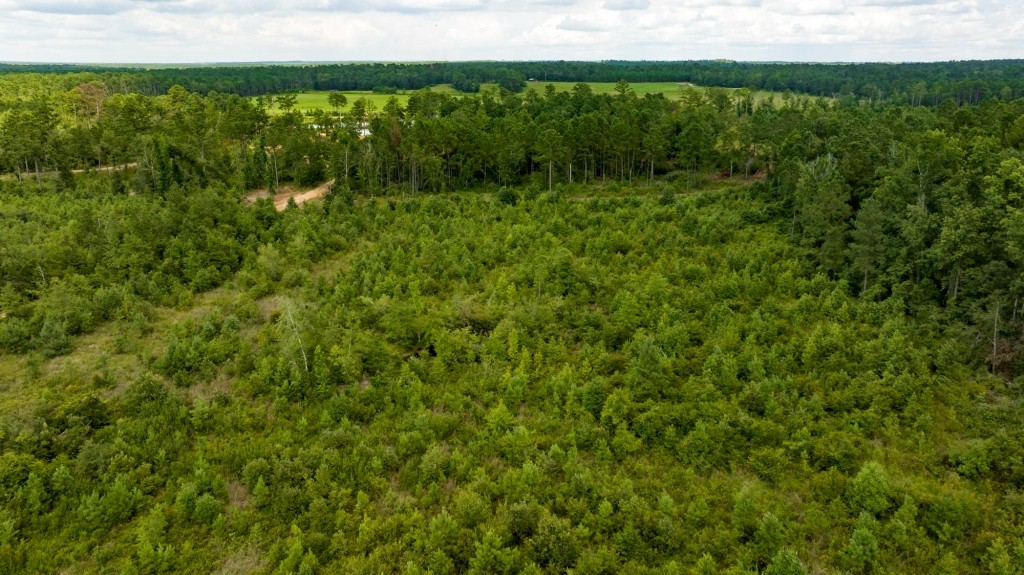 Burketts Ferry Road Photo