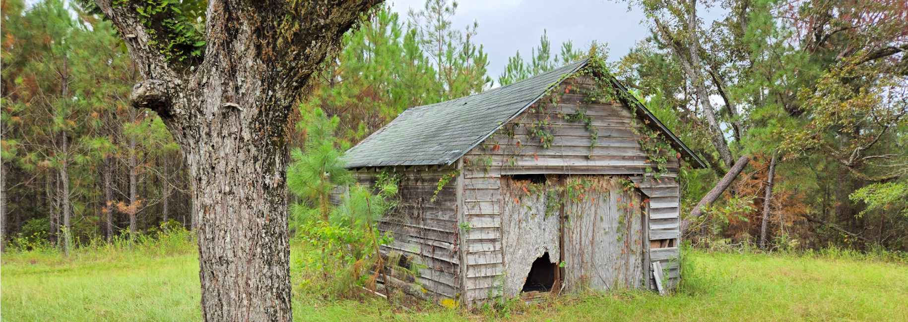 Mule Pen Creek Timber Main Photo