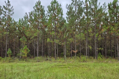 Mule Pen Creek Timber