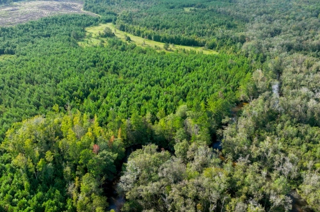 Double Creek Timber