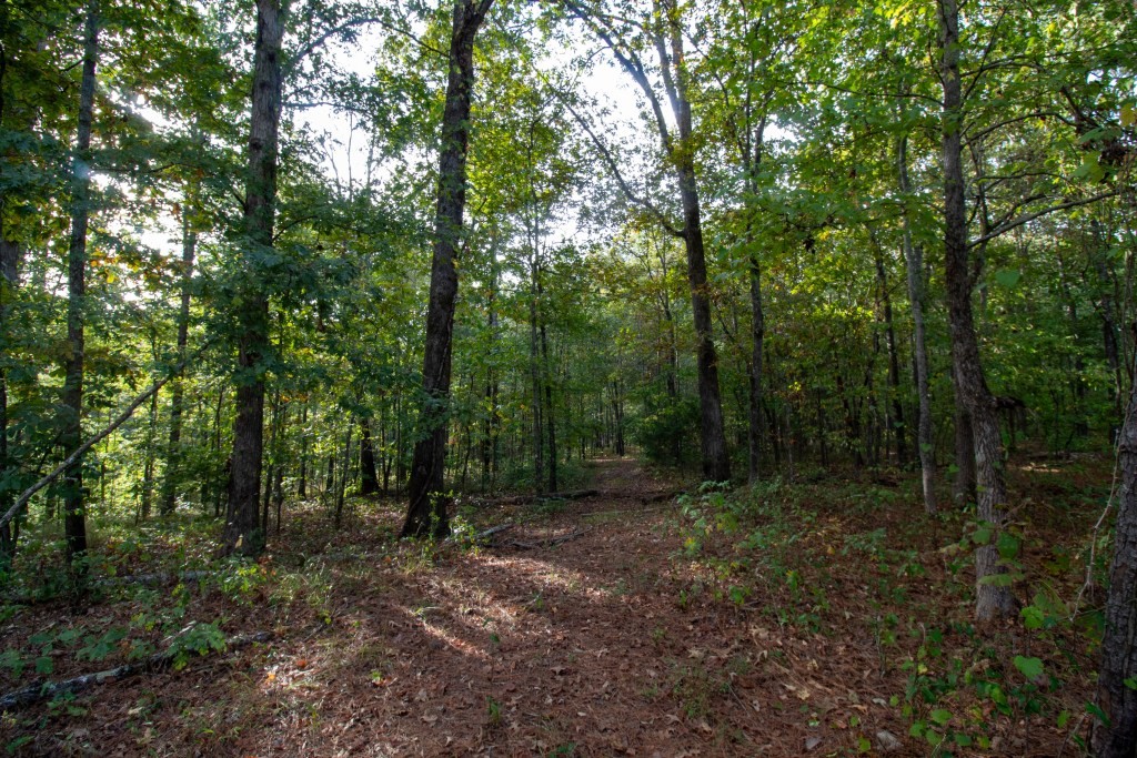 Dead Oak Tract Photo