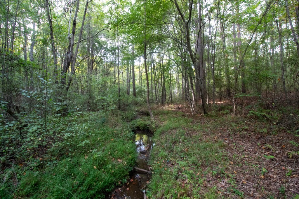 Dead Oak Tract Photo