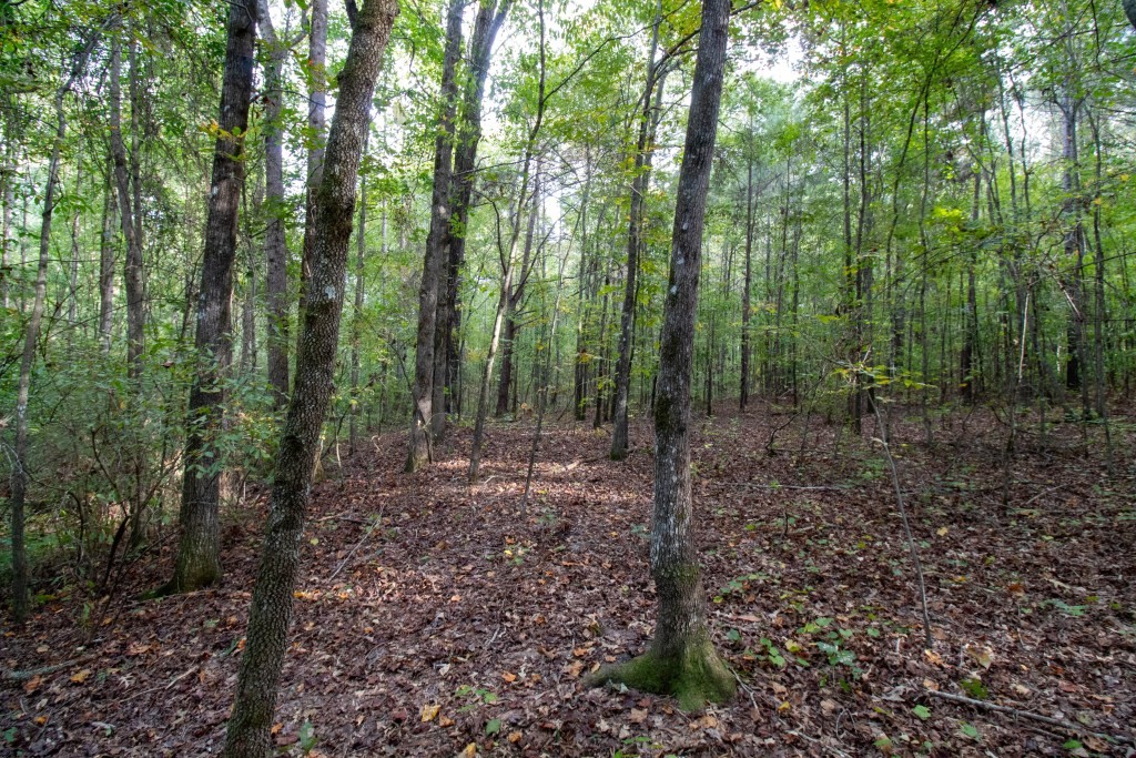 Dead Oak Tract Photo