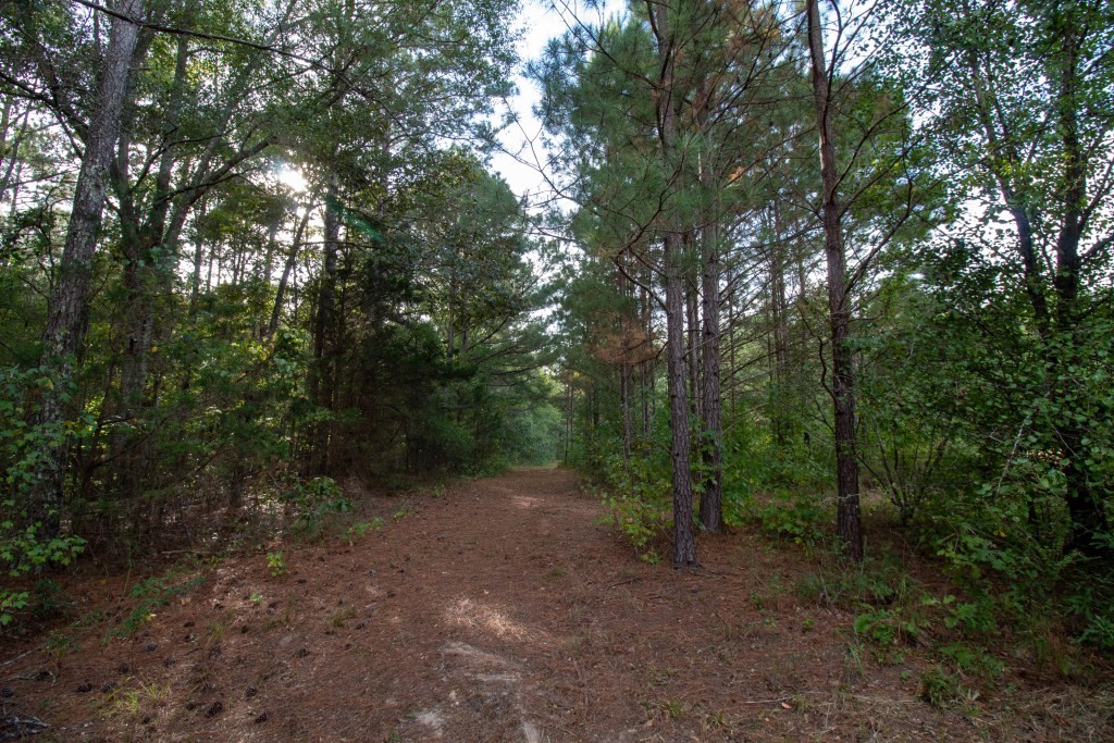 Dead Oak Tract Photo