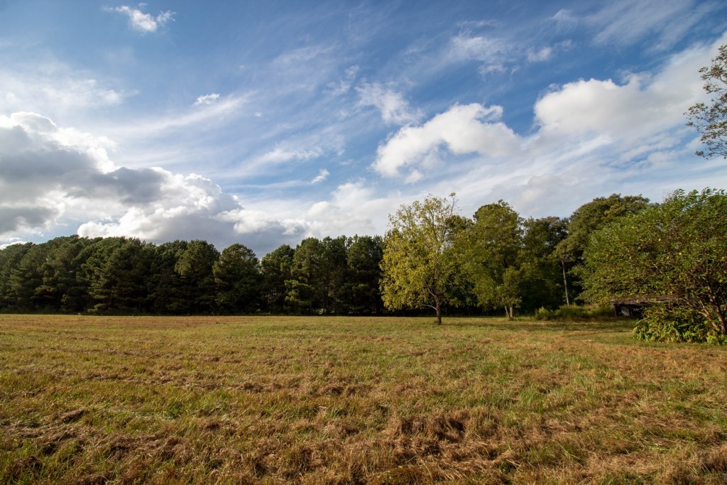 Dead Oak Tract Photo