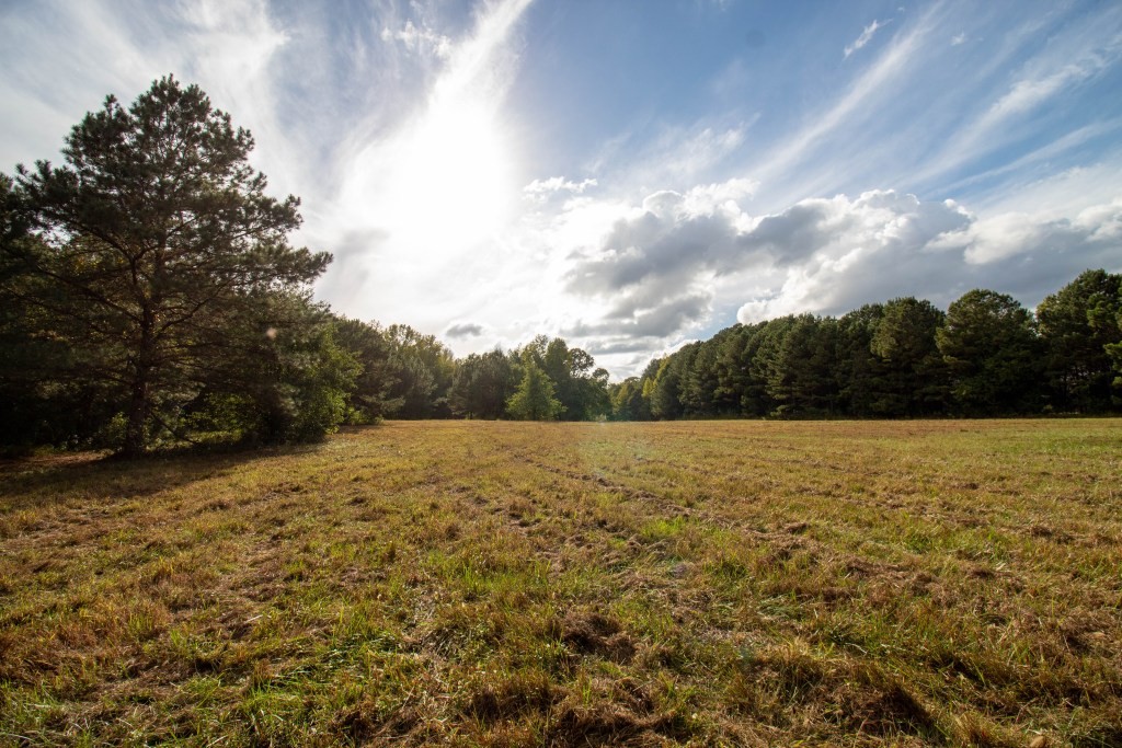 Dead Oak Tract Photo