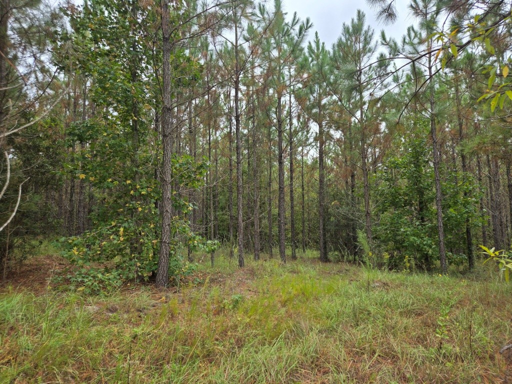 Alton Lawson Getaway Photo