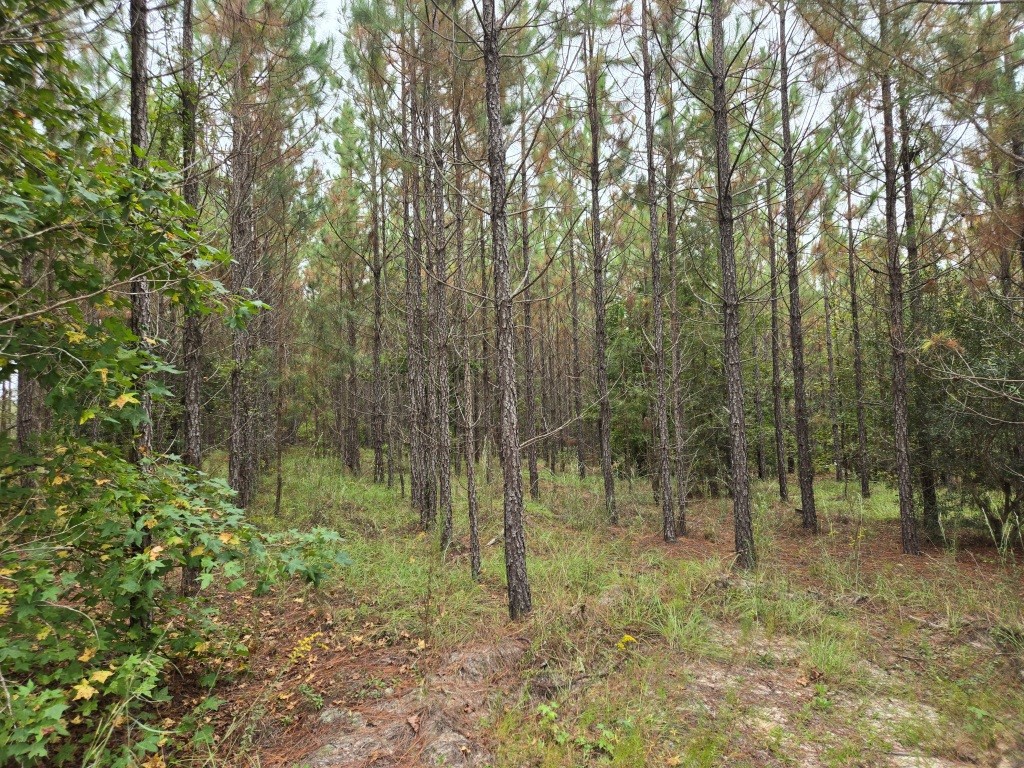 Alton Lawson Getaway Photo