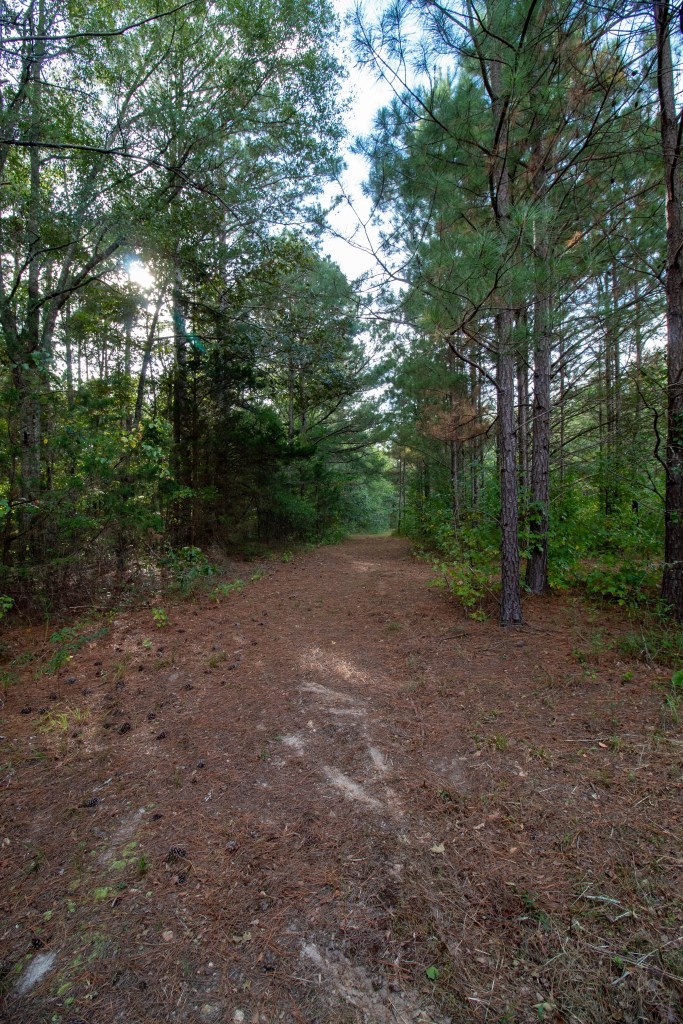 Dead Oak Tract Photo