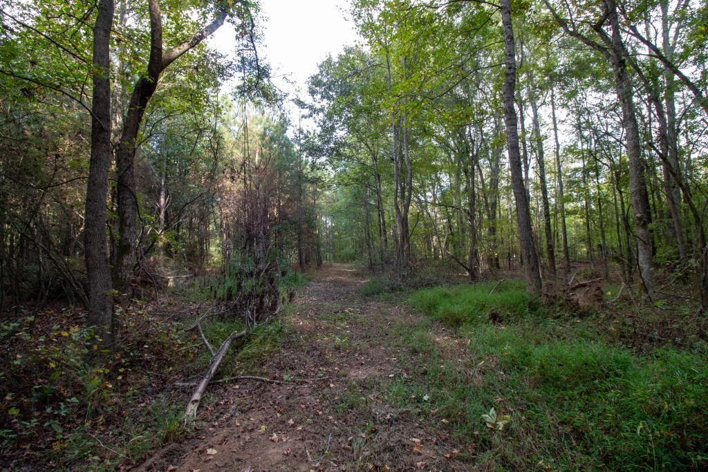 Dead Oak Tract Photo
