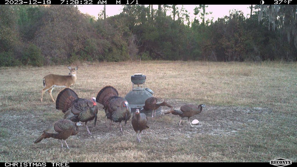 Runs Branch Plantation Photo