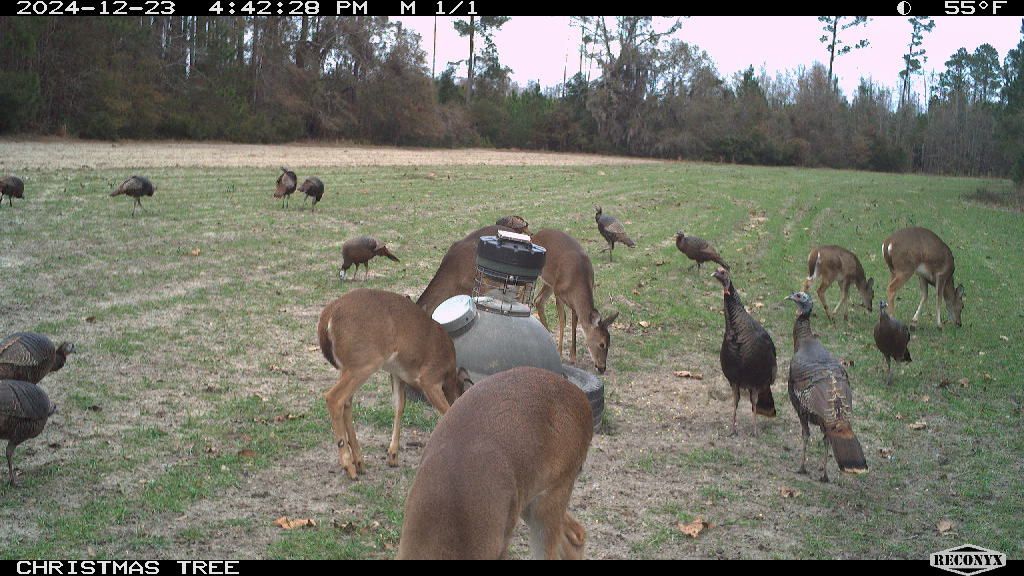 Runs Branch Plantation Photo