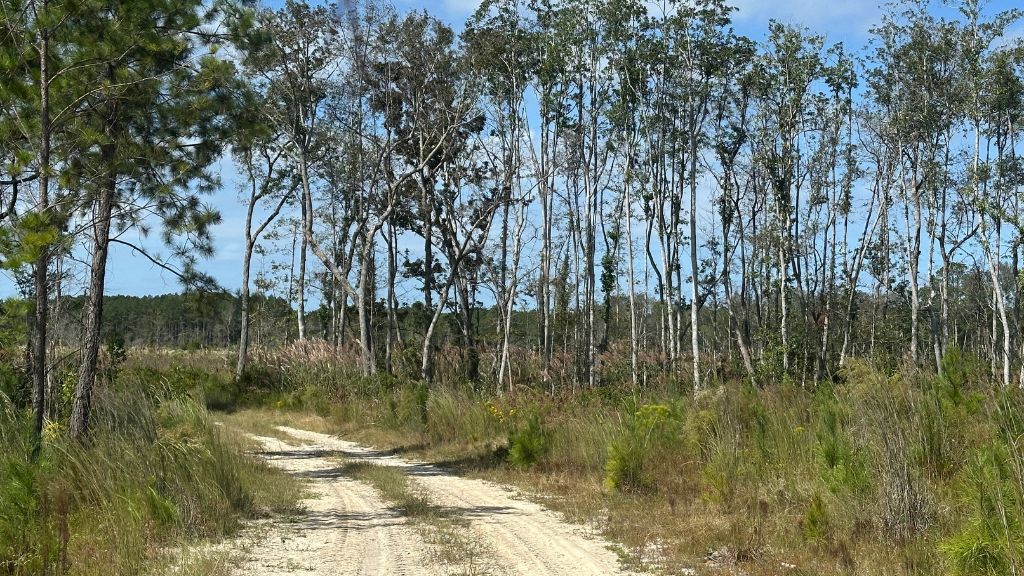 Runs Branch Plantation Photo