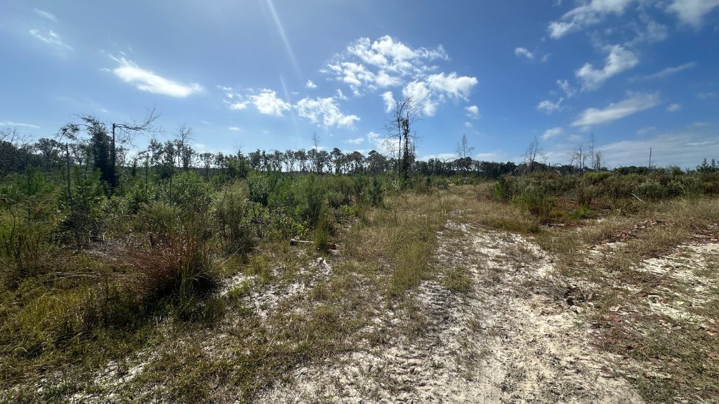 Runs Branch Plantation Photo