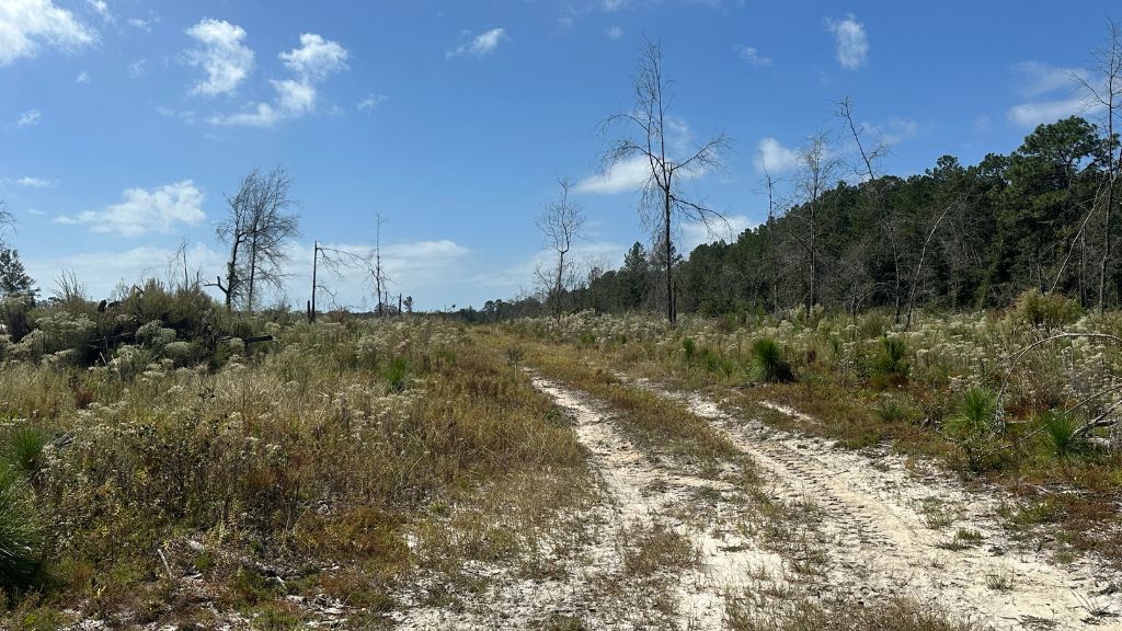 Runs Branch Plantation Photo