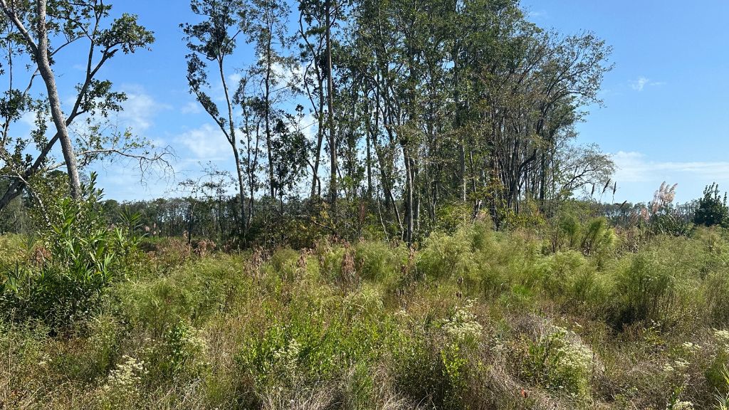 Runs Branch Plantation Photo