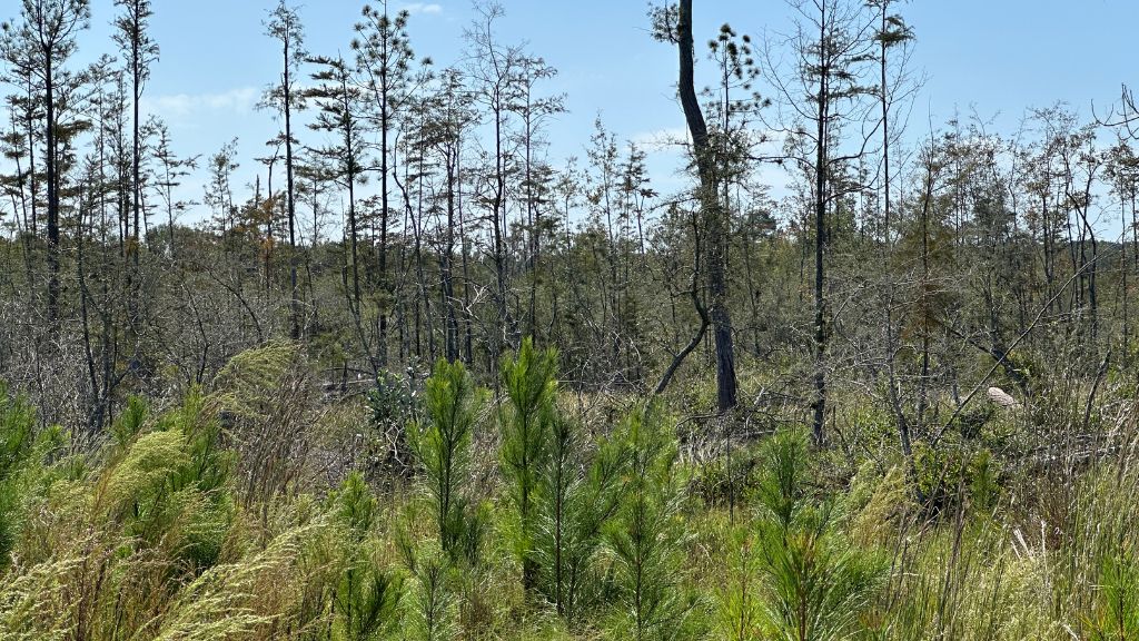 Runs Branch Plantation Photo