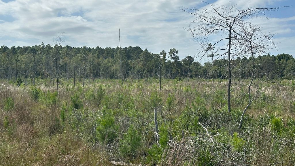 Runs Branch Plantation Photo
