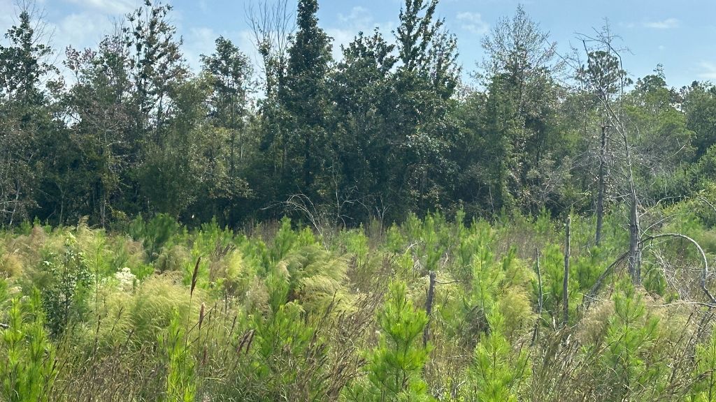 Runs Branch Plantation Photo