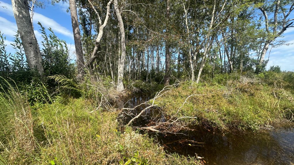 Runs Branch Plantation Photo