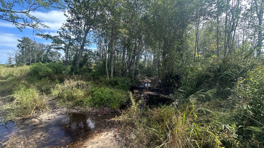 Runs Branch Plantation Photo