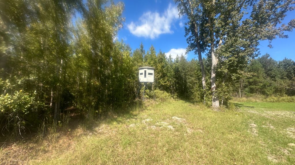 Tram Timber Photo
