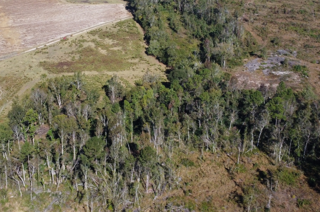 Bird Flanders Road Photo
