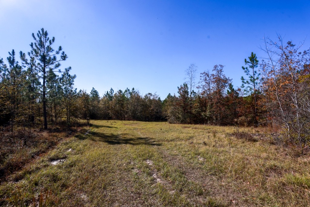 Laurens Ponds & Pines Photo