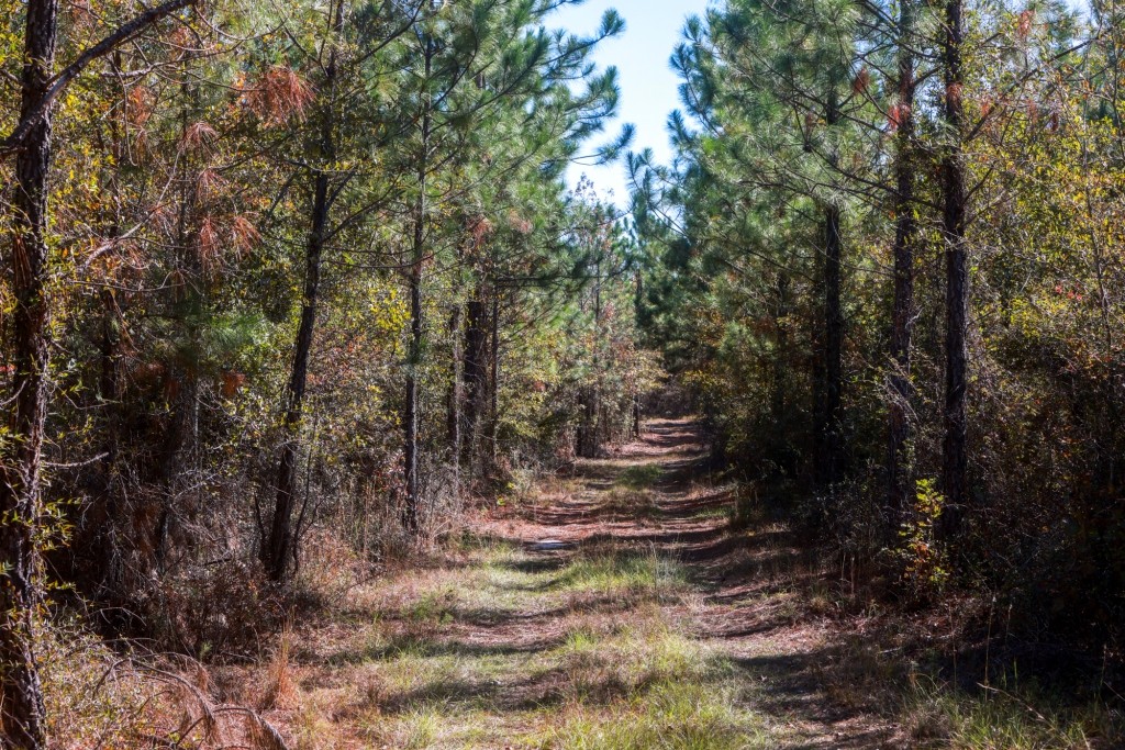 Laurens Ponds & Pines Photo