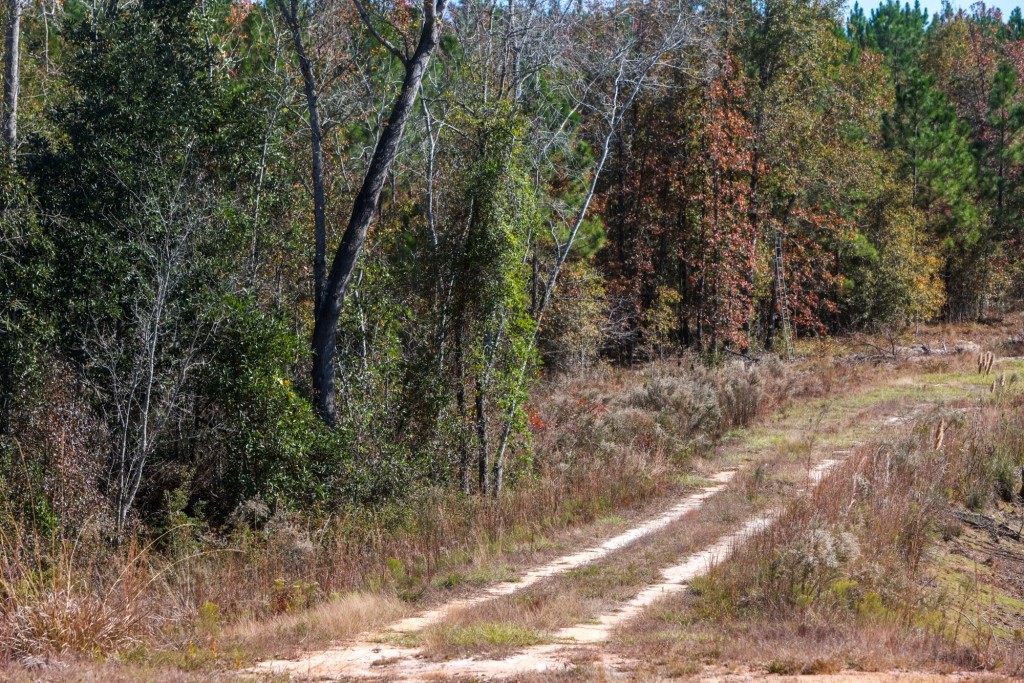 Laurens Ponds & Pines Photo