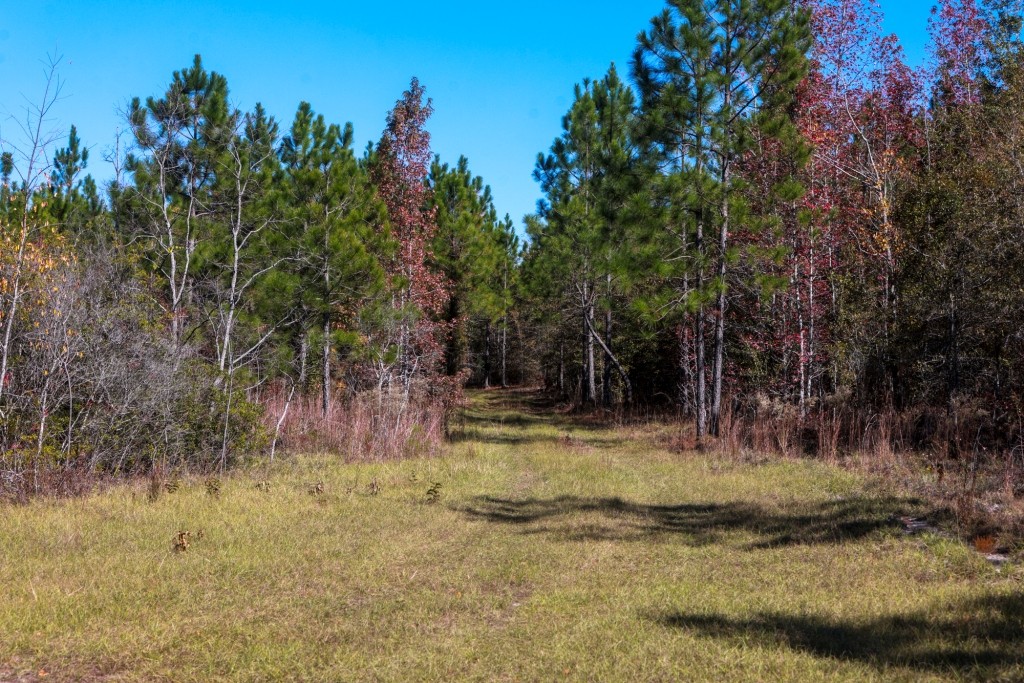 Laurens Ponds & Pines Photo