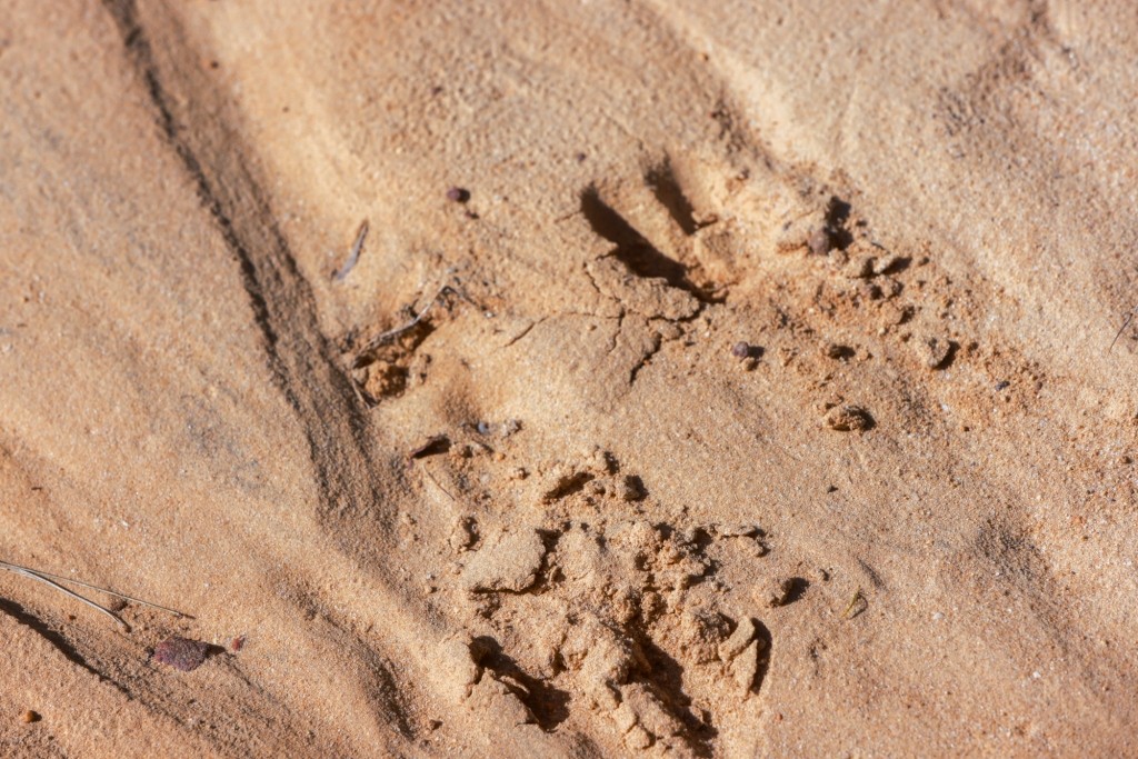 Laurens Ponds & Pines Photo