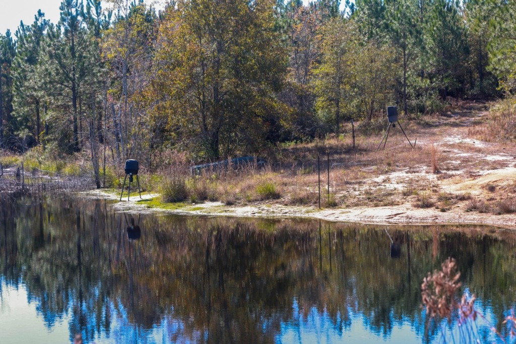 Laurens Ponds & Pines Photo