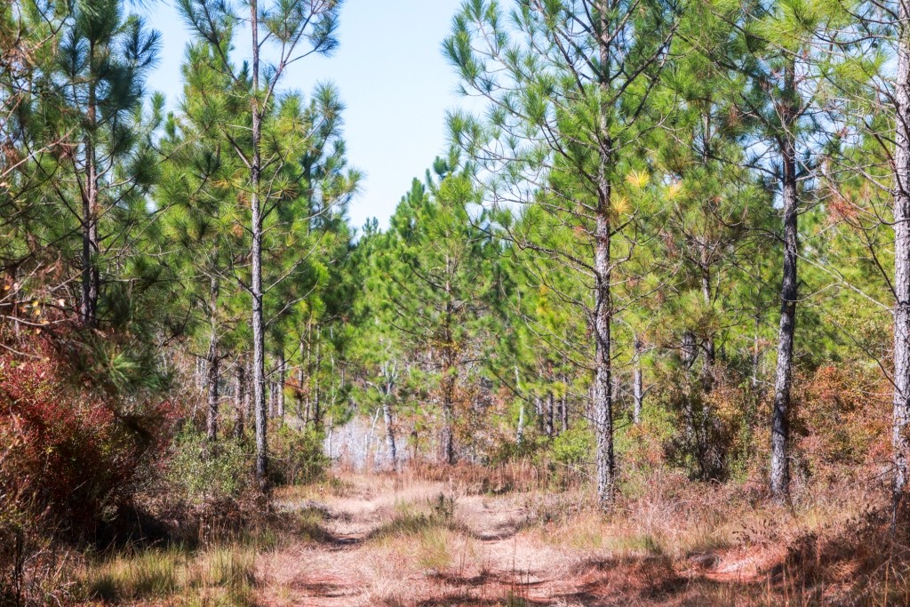 Laurens Ponds & Pines Photo