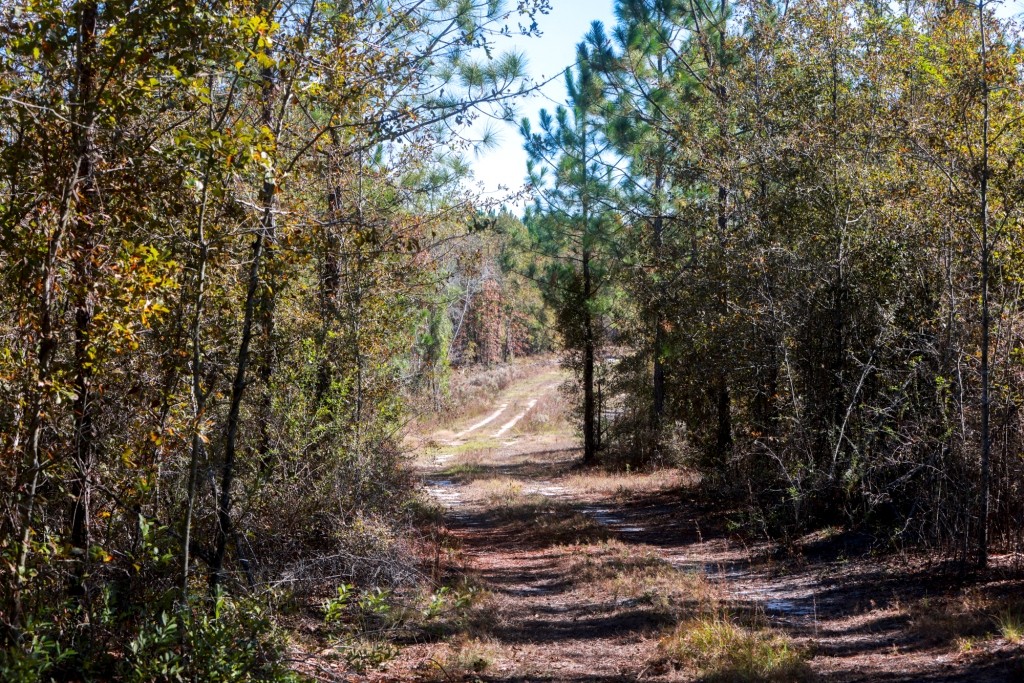 Laurens Ponds & Pines Photo