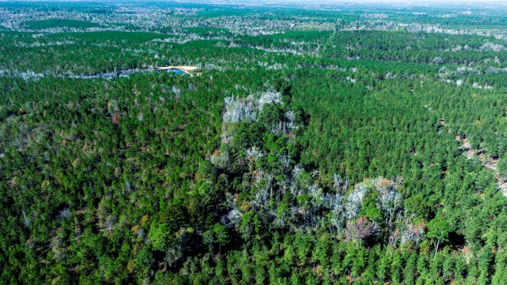 Laurens Ponds & Pines Photo