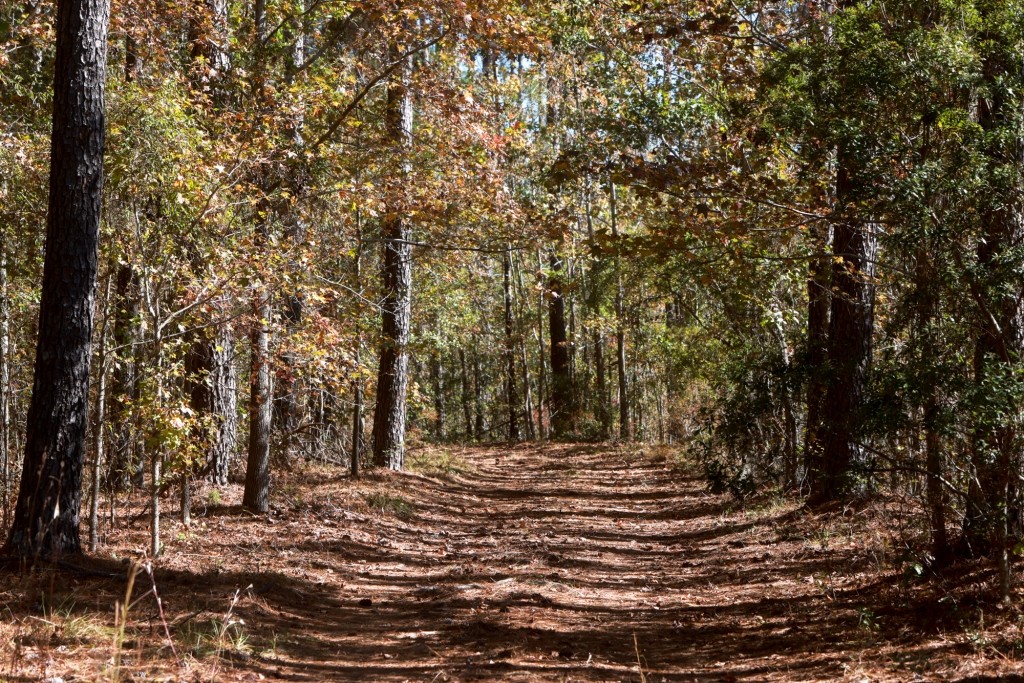 Lotts Creek Tract Photo