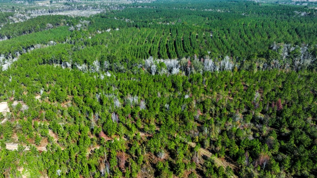 Laurens Ponds & Pines Photo