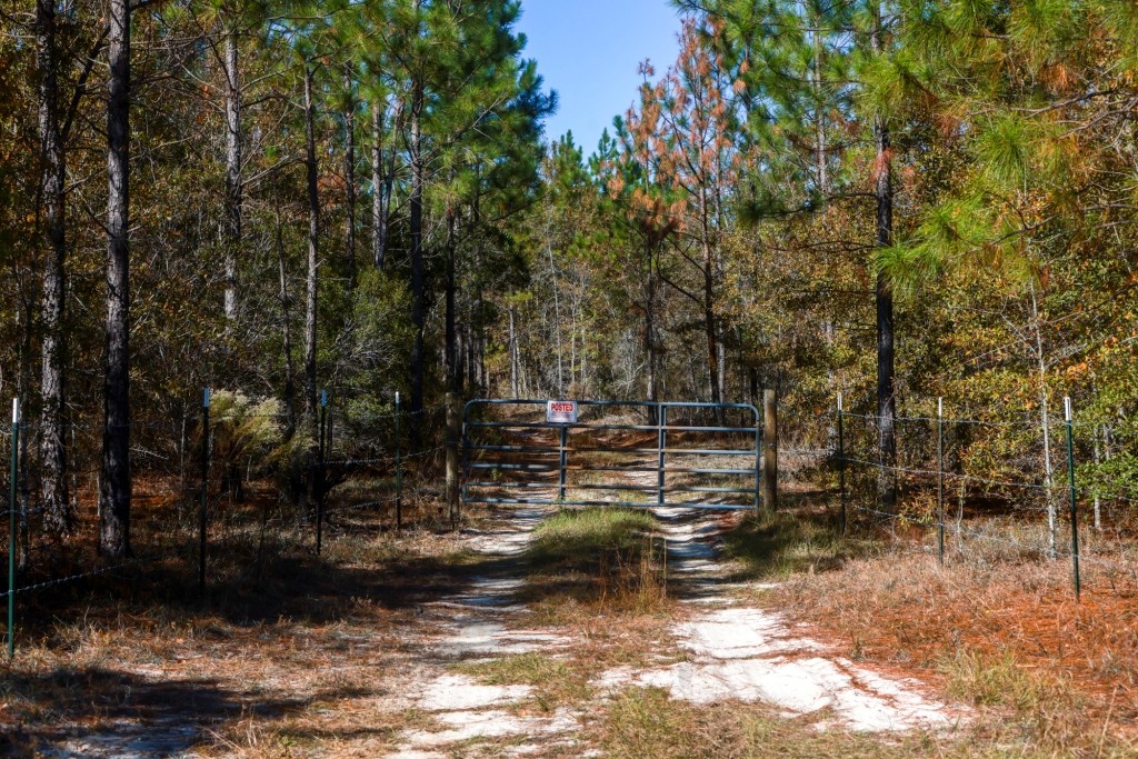 Laurens Ponds & Pines Photo