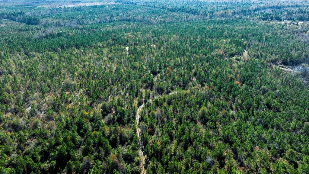 Laurens Ponds & Pines Photo