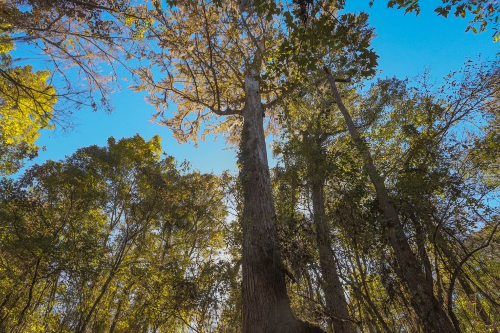 Ogeechee River Plantation – Tract 2 Photo