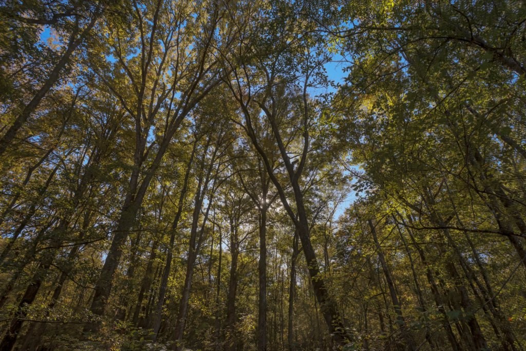 Ogeechee River Plantation – Tract 1 Photo